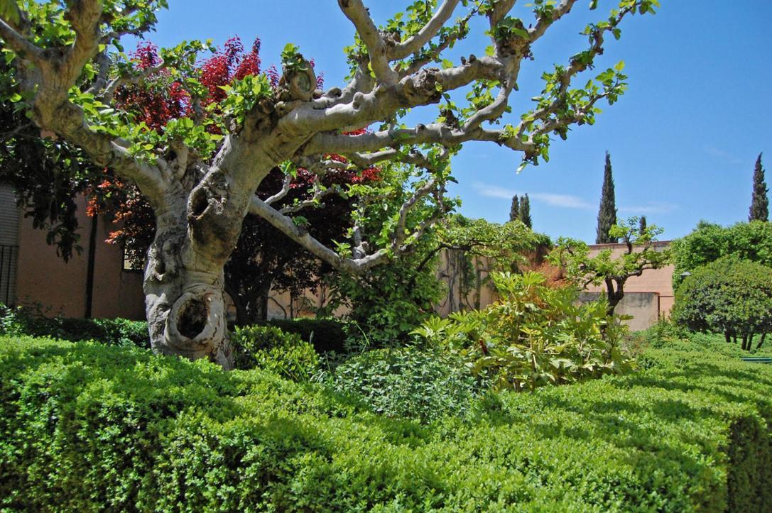 Un Vergel Al Pie De La Alhambra. Enjoy It Now!! Granada Dış mekan fotoğraf